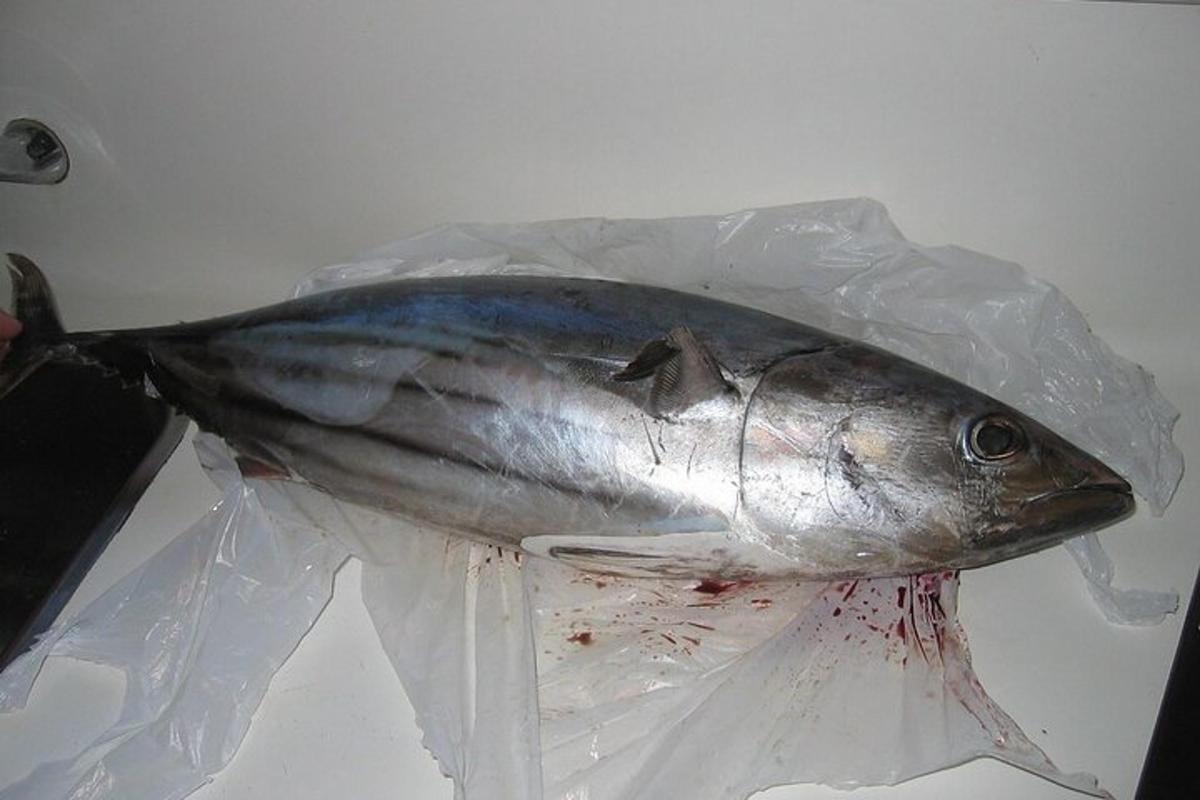 isang isda sa isang plastic bag sa isang mesa
