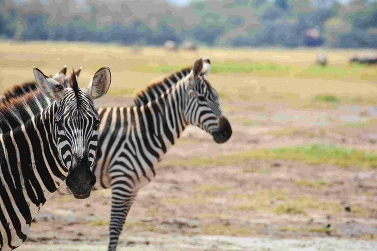 due zebre in piedi una accanto all'altra in un campo