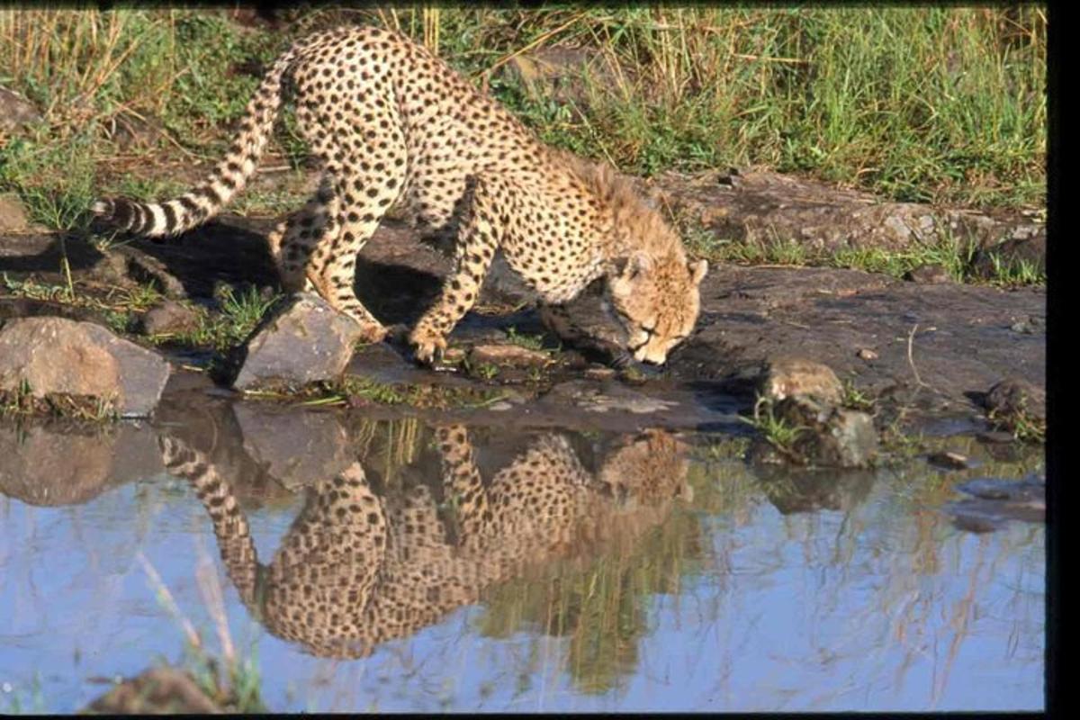 un ghepardo che gioca con il suo riflesso nell'acqua