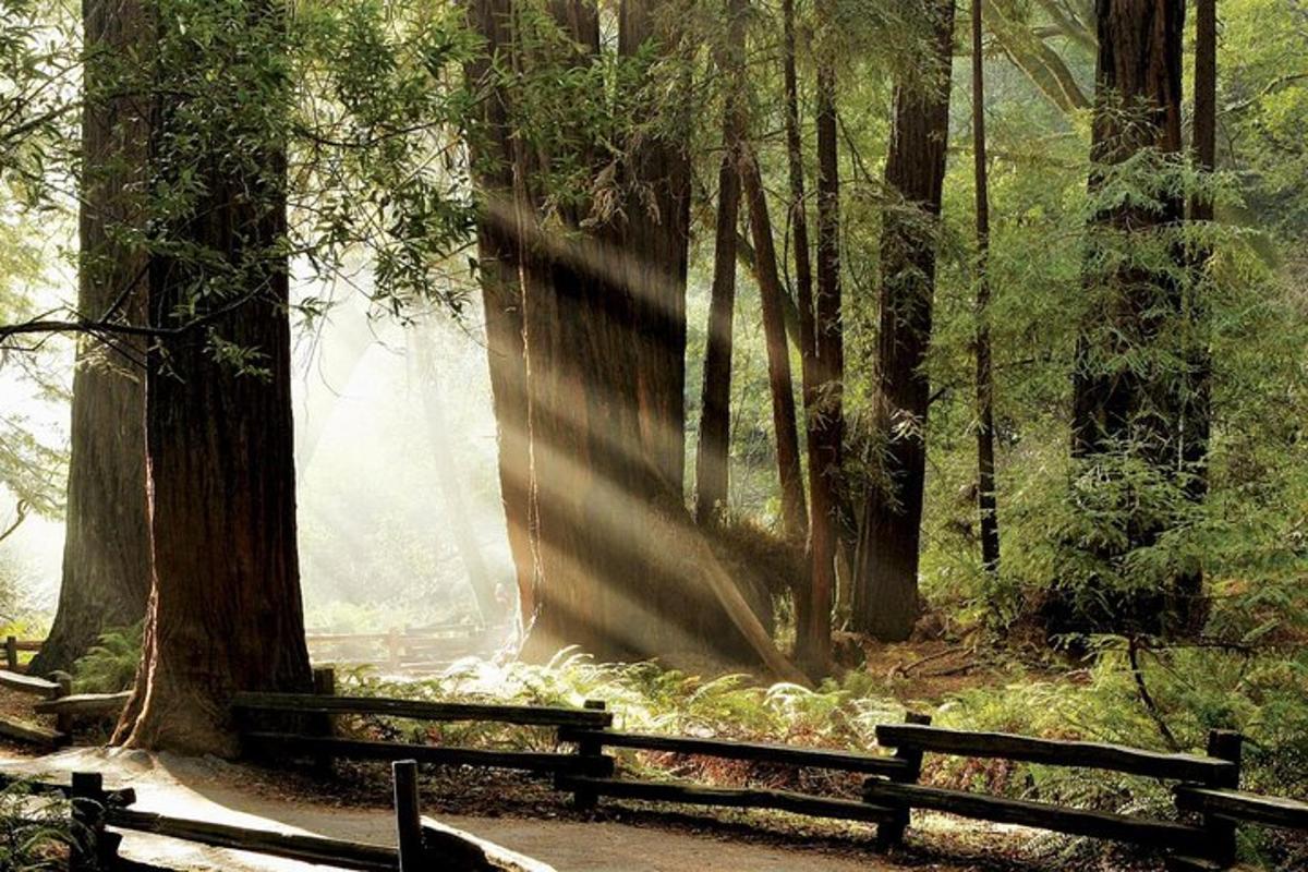Un parque con dos bancos en un bosque.