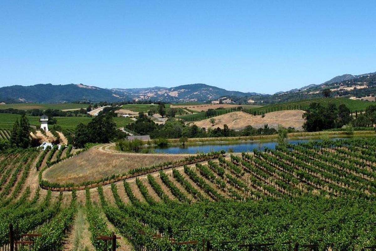 Vista aérea de un viñedo con un río.