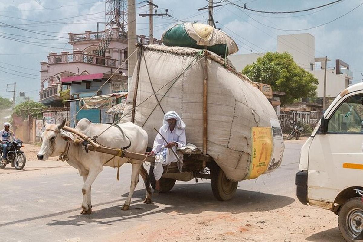 a man is pulling a white cow pulling a truck