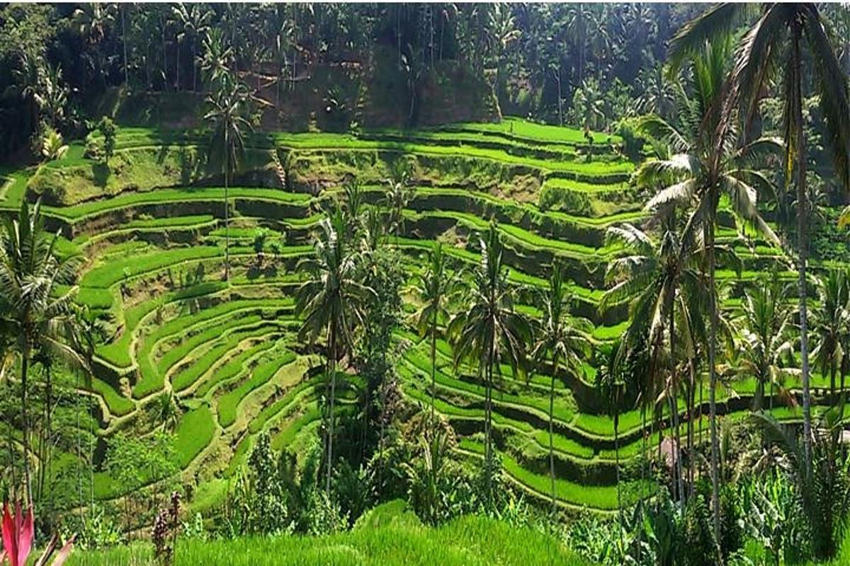 a lush green hillside with palm trees in a field