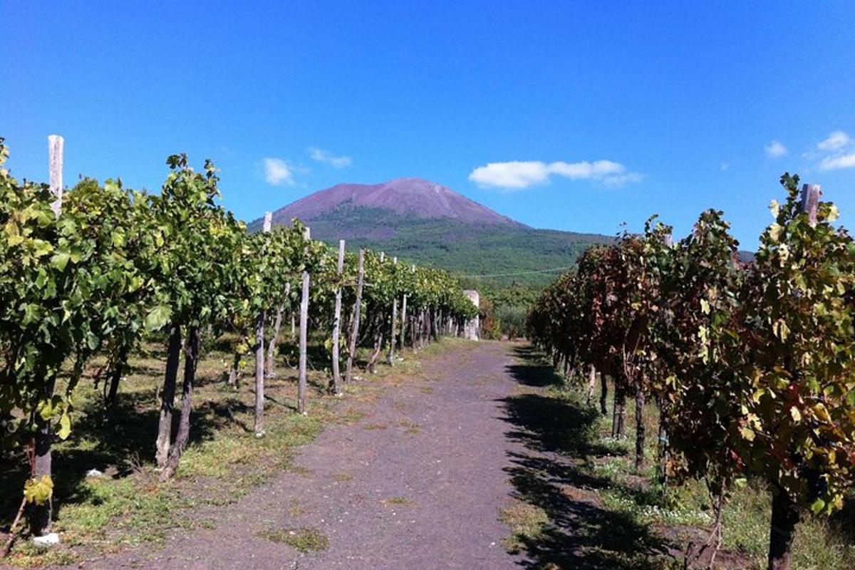 un sentiero attraverso un vigneto con una montagna sullo sfondo