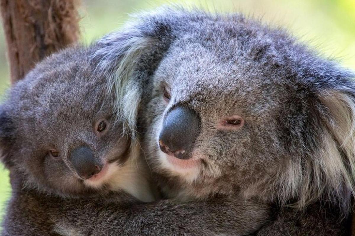 Egy koala és a kicsinye ül egy fán