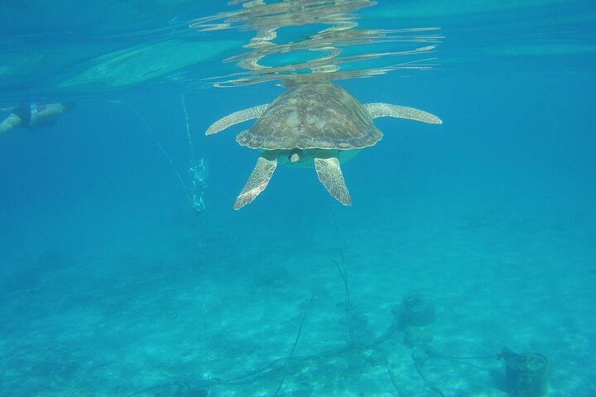 a turtle swimming in the water with a diver