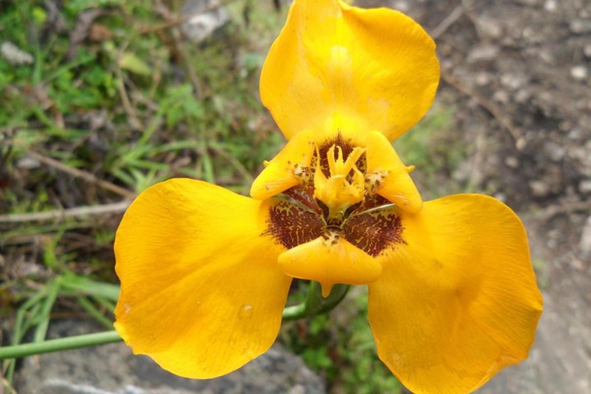 bunga kuning dengan lebah di tengahnya