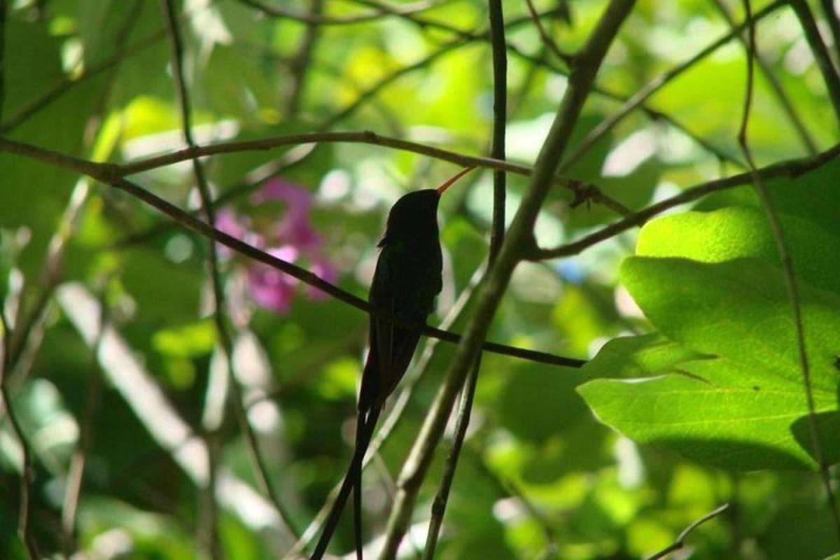 a bird sitting on a branch of a tree