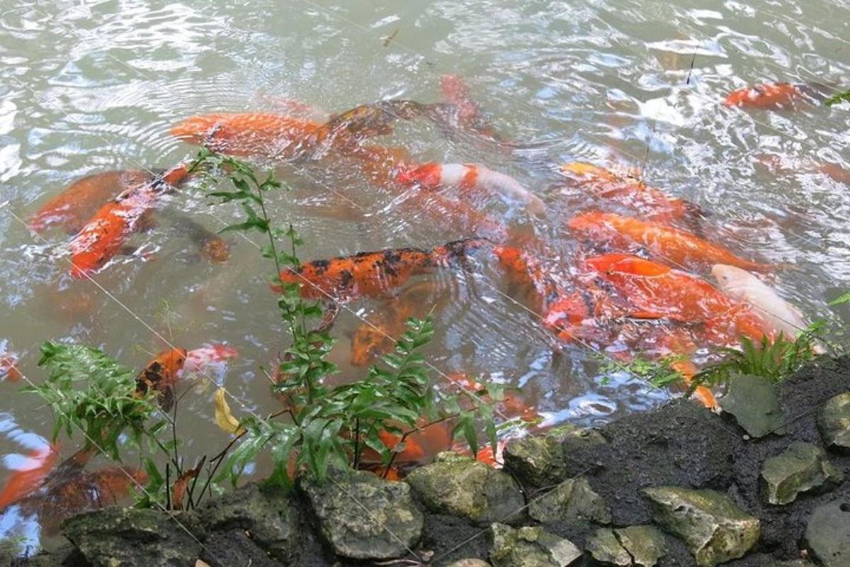a group of koi fish swimming in the water