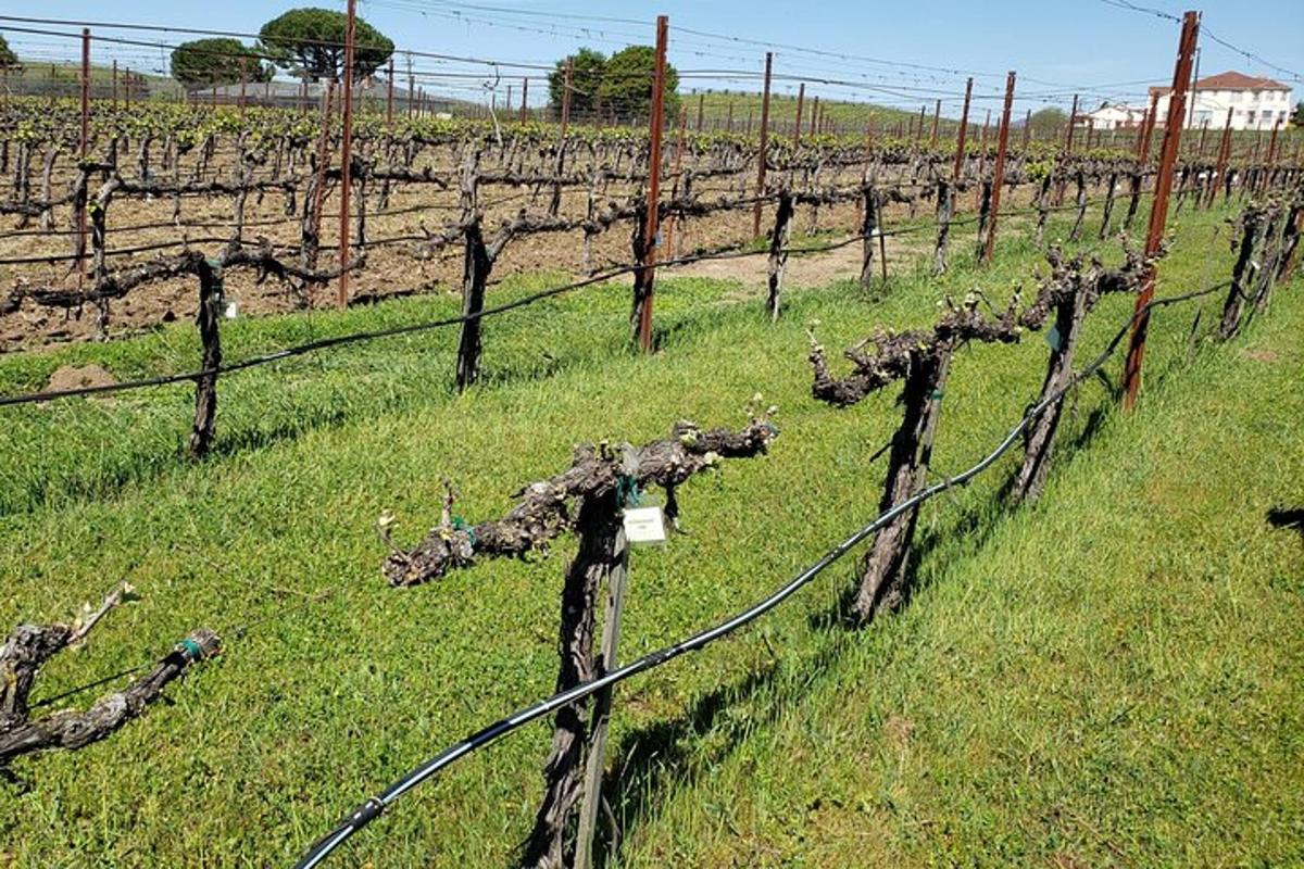 un vigneto con una recinzione in un campo