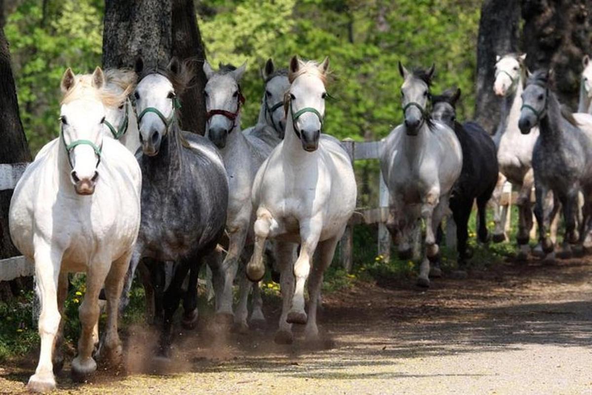 una mandria di cavalli che corre lungo una strada sterrata