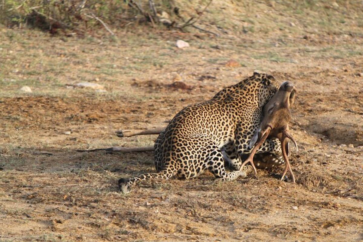 a jaguar fighting with a bird on its back