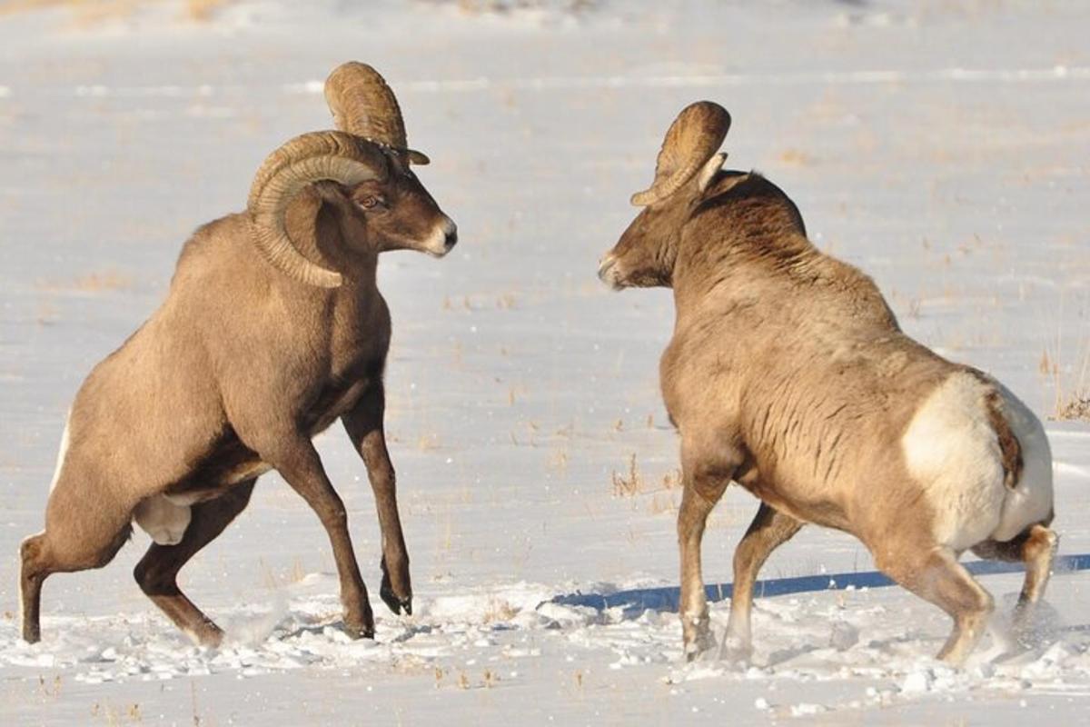 Lankytinos vietos ar pramogos nuotrauka numeris 5