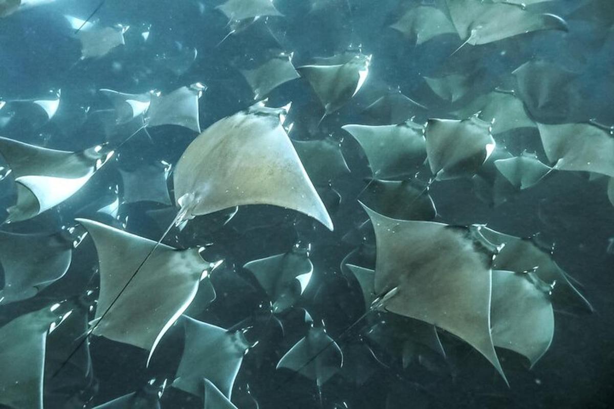 un grup de pisici de mare albe înotând în apă