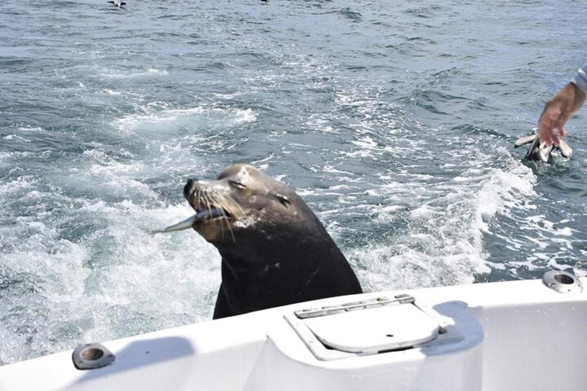 a seal in the water next to a boat
