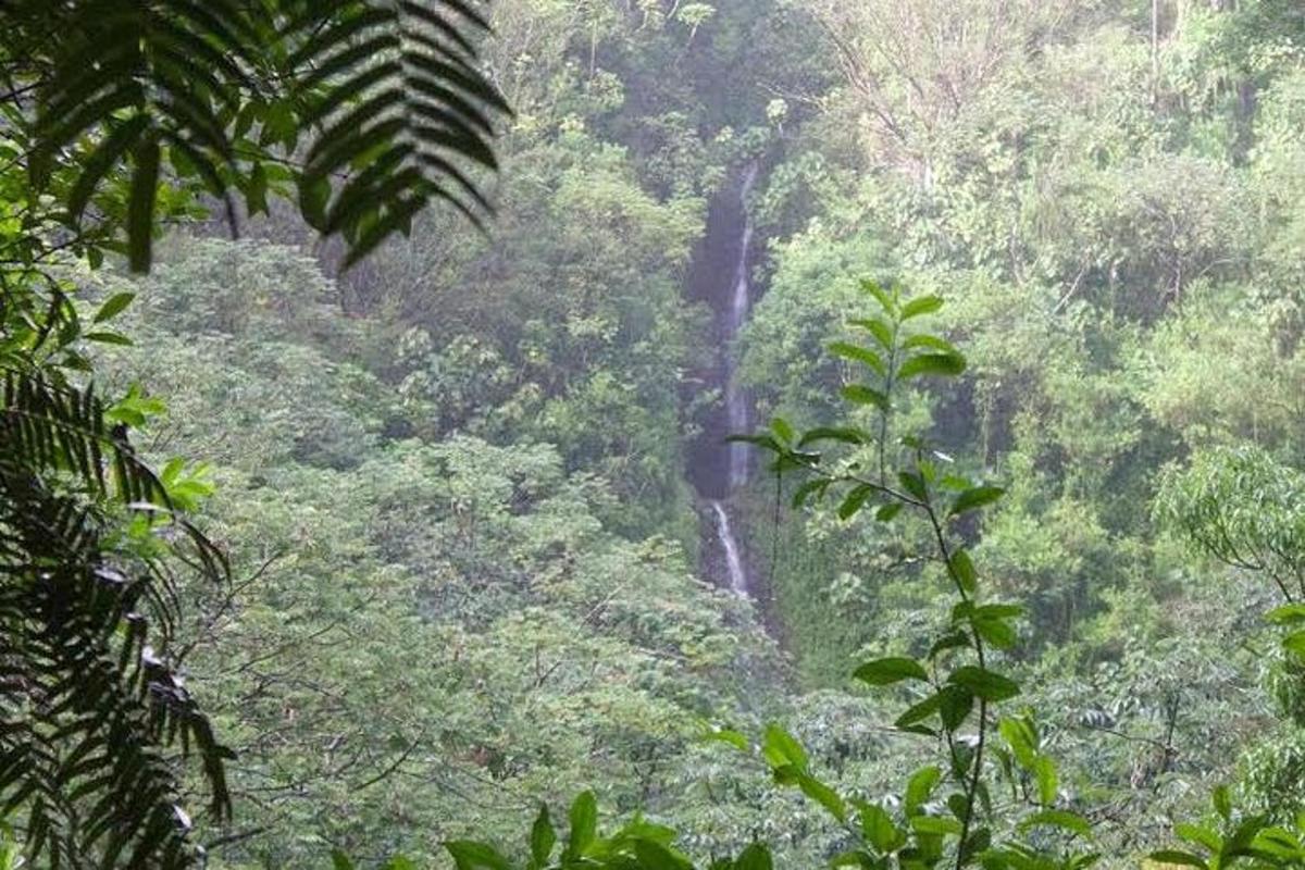 vodopád uprostřed bujného zeleného lesa