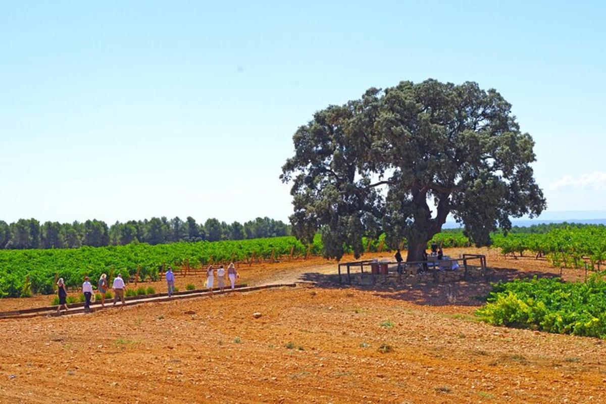 un gruppo di persone che camminano su un campo sterrato con un albero