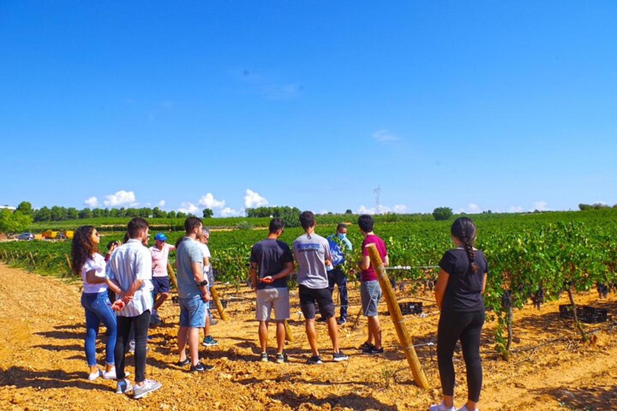 un gruppo di persone in piedi in un vigneto