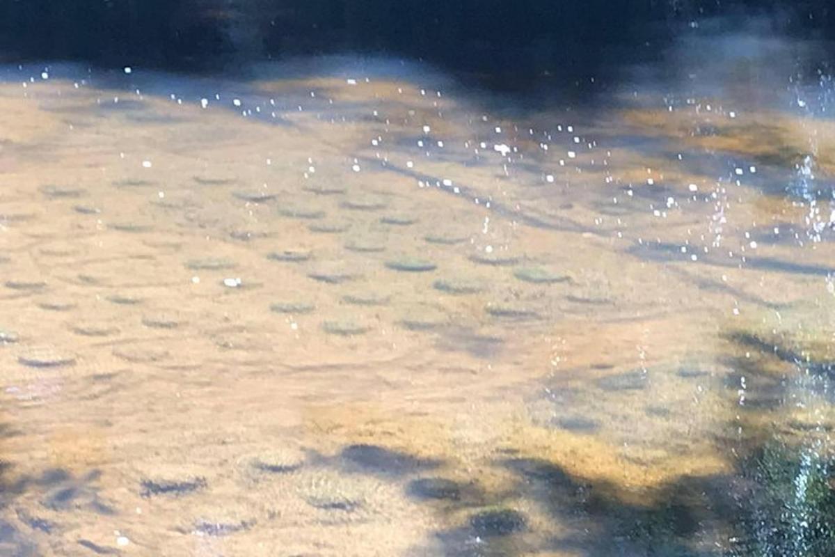 badan air dengan buih di dalamnya