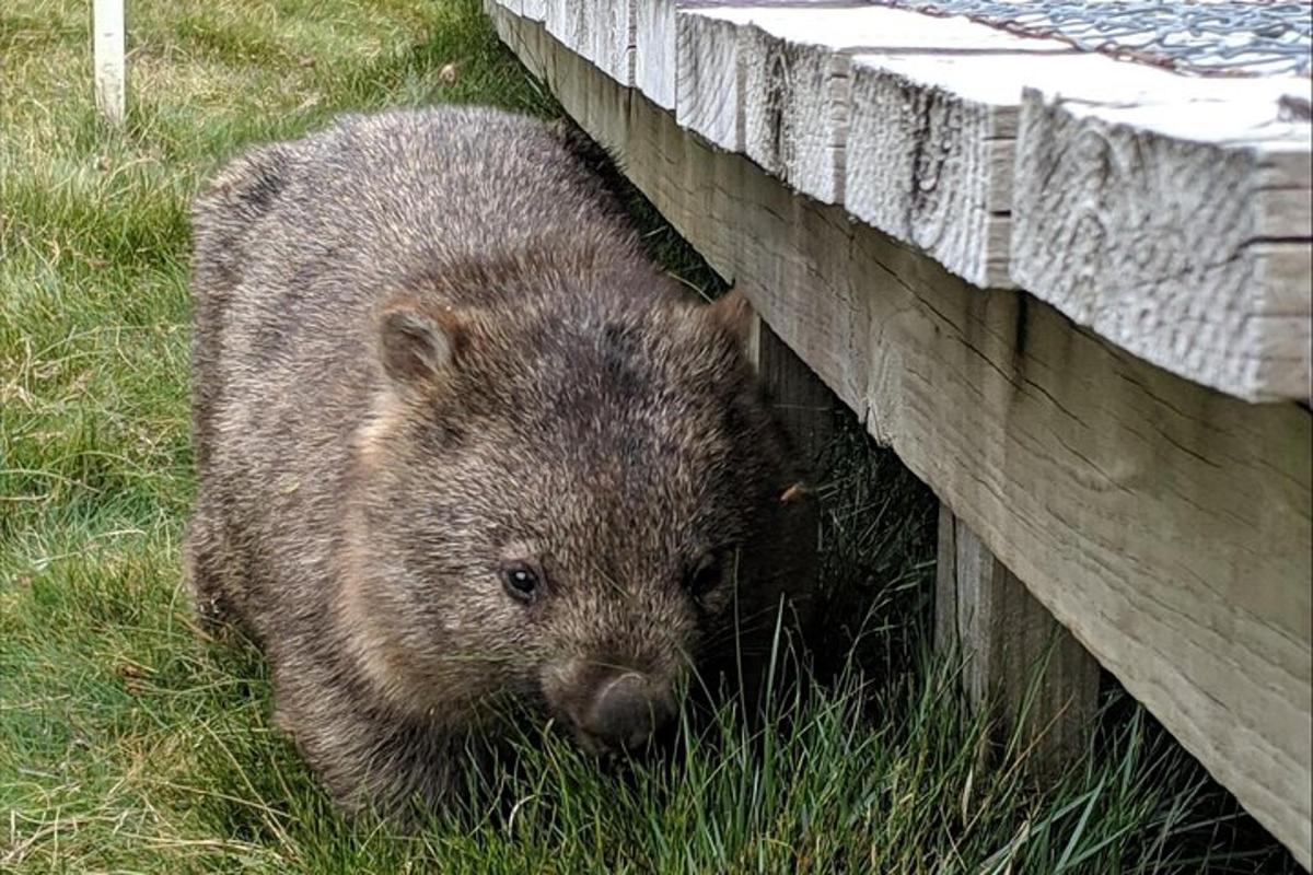 a brown bear cub standing next to a wooden fence