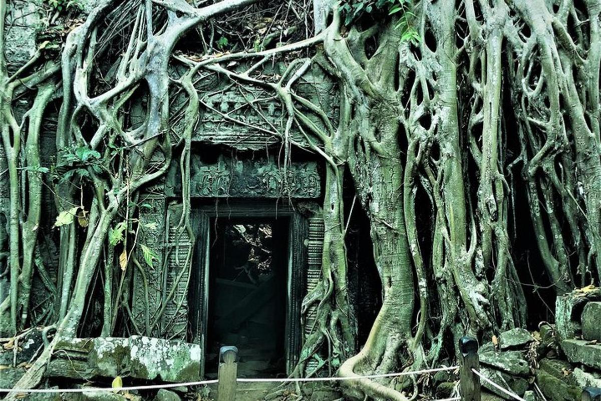 một tòa nhà có rễ cây mọc xung quanh