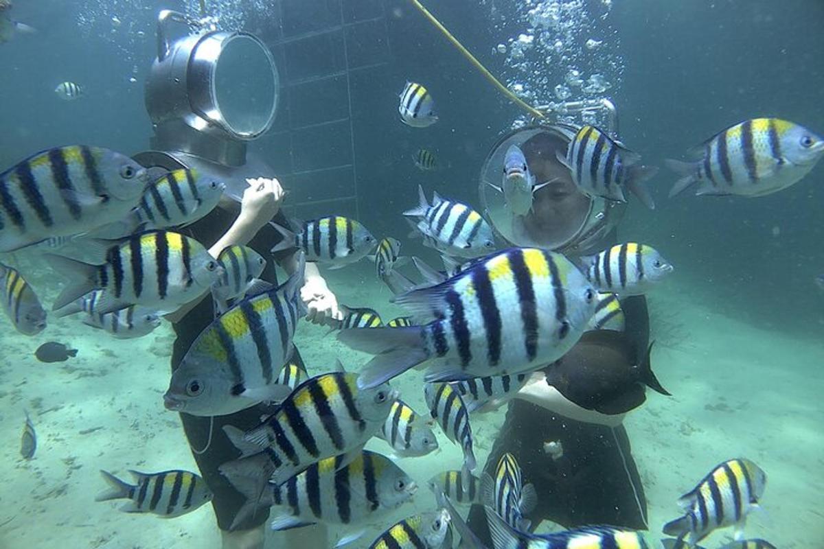 una persona alimentant un grup de peixos a l'aigua