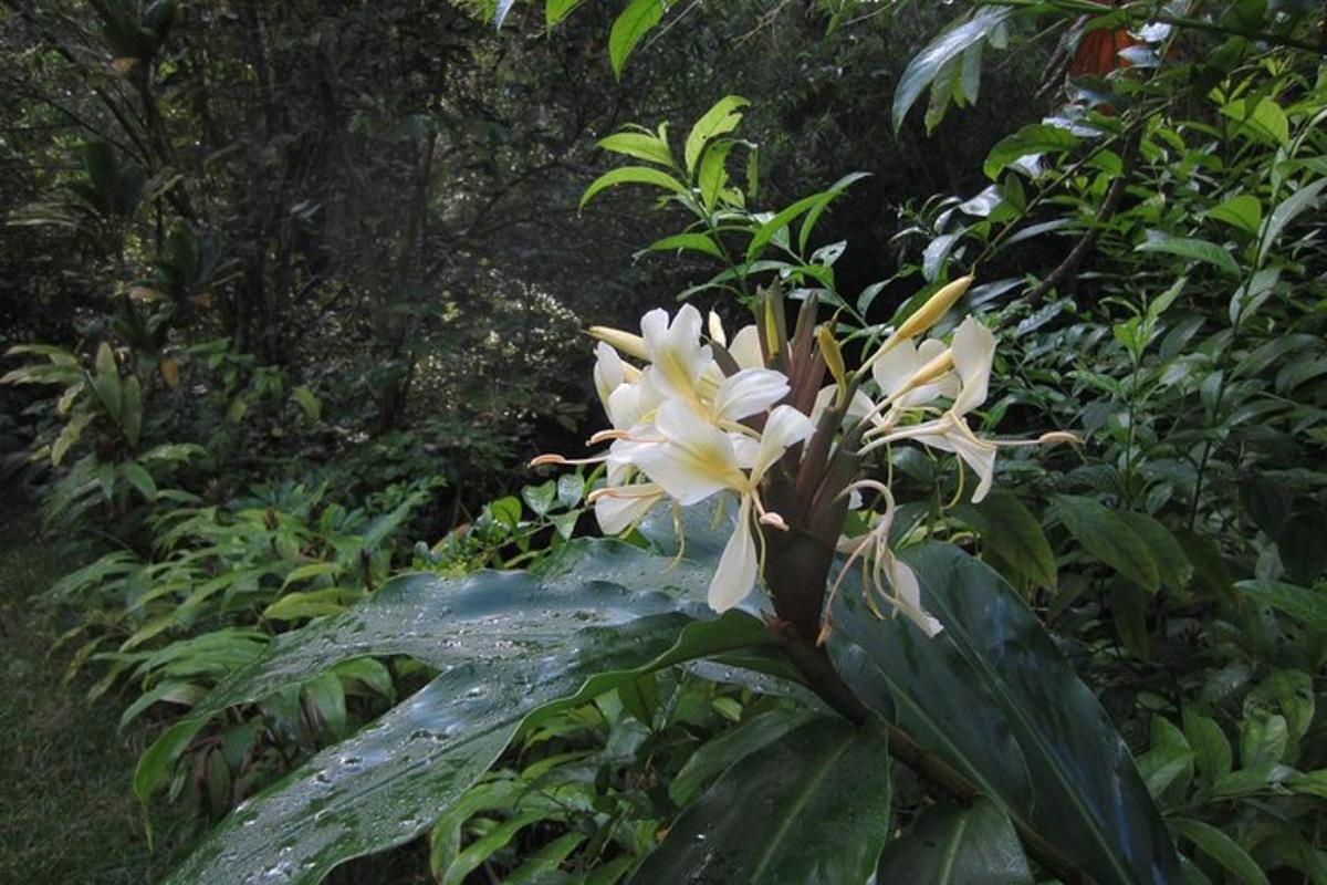 bunga putih pada tumbuhan dengan daun