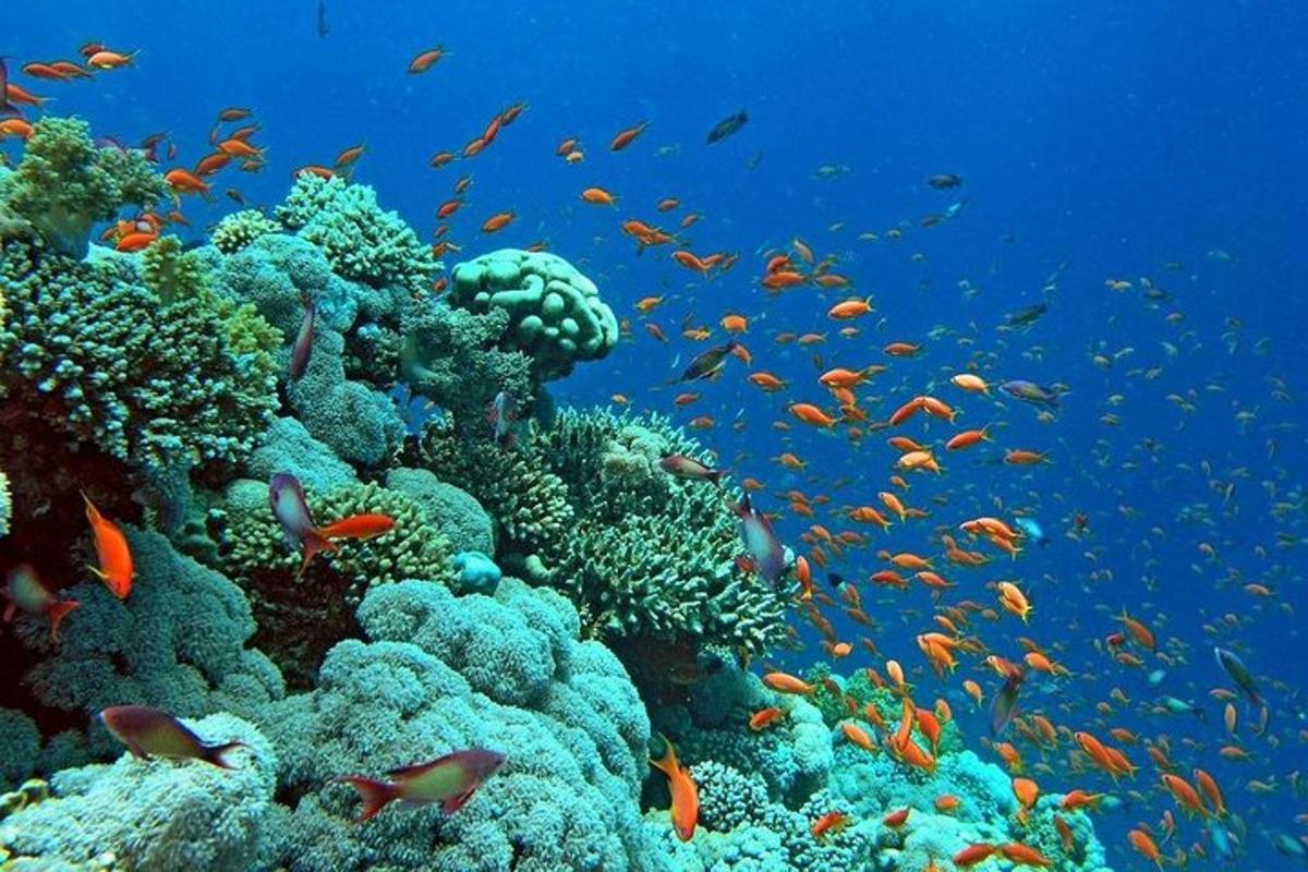 ένας κοραλλιογενής ύφαλος με πολλά ψάρια πάνω του
