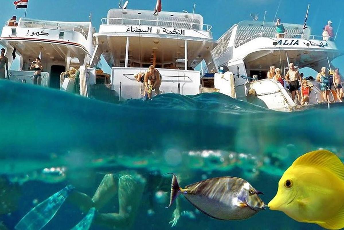 um peixe na água ao lado de um barco