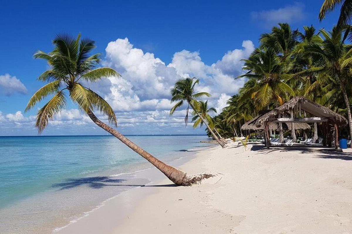 una palma su una spiaggia con l'oceano