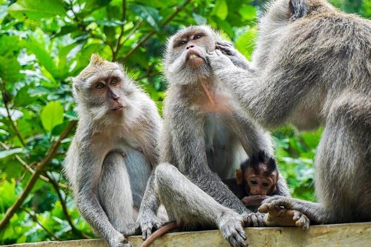 sekumpulan monyet duduk di atas pagar