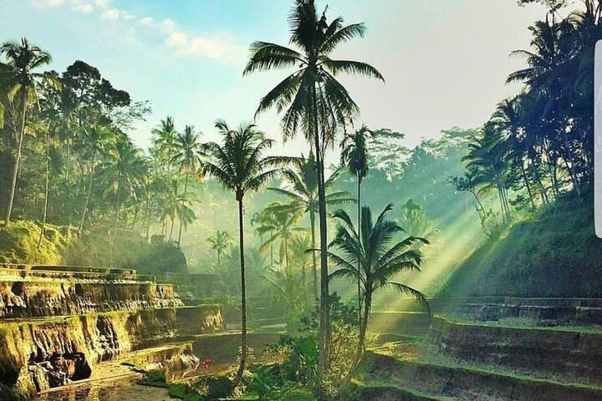 sekumpulan pokok palma di hadapan hutan