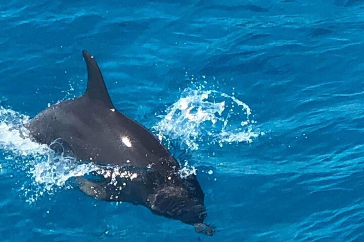 un delfino che nuota nell'acqua blu