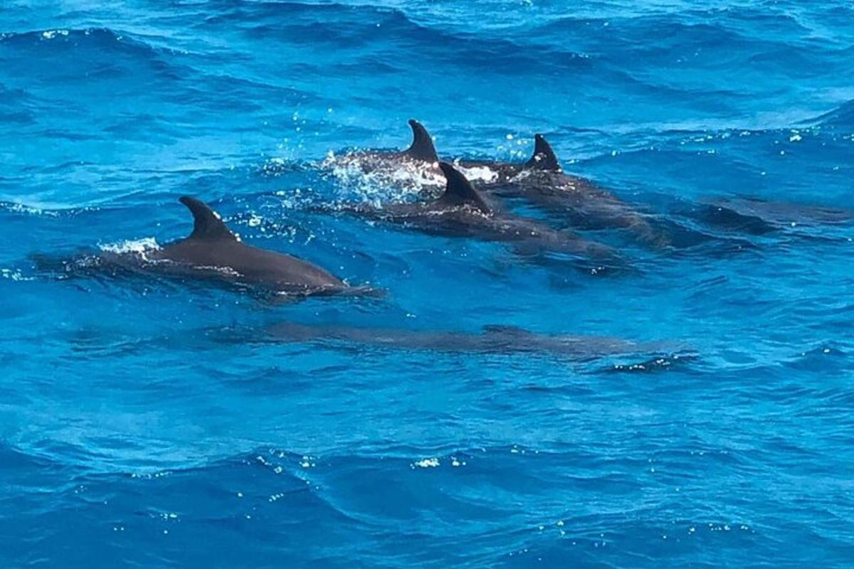 un gruppo di delfini che nuotano nell'acqua