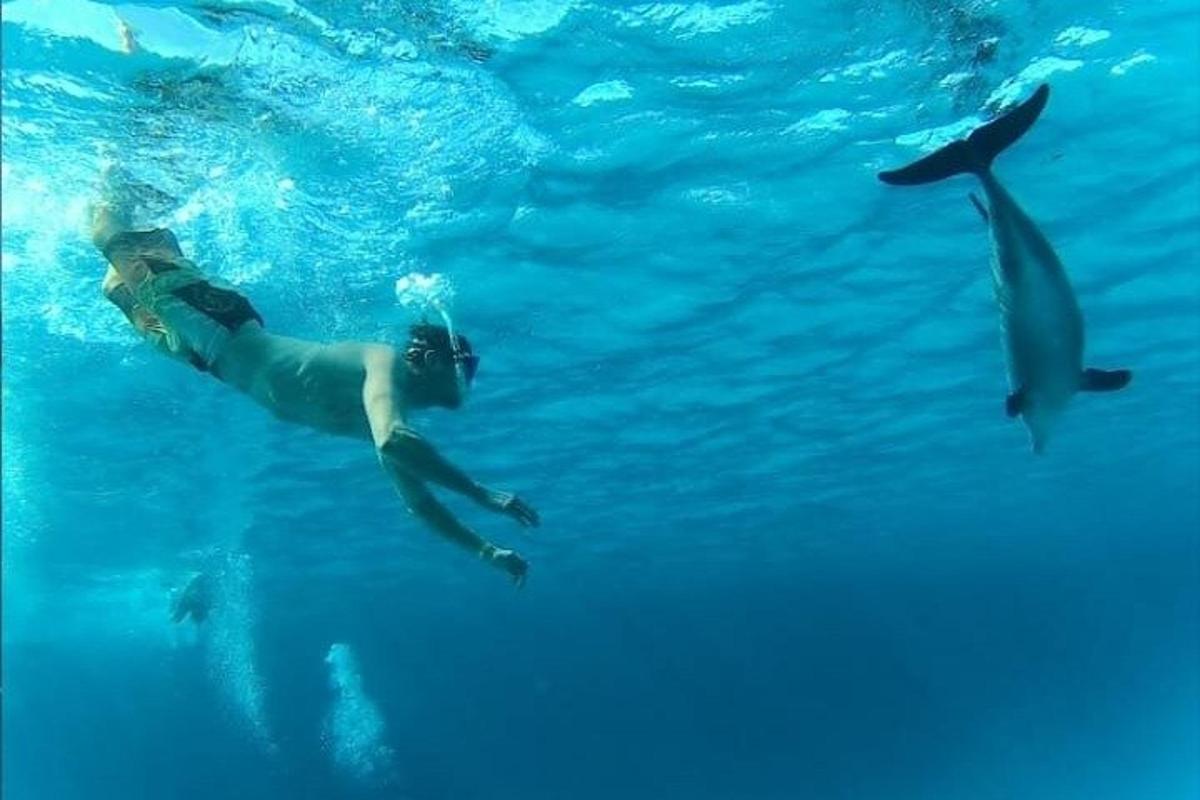 o persoană care înoată în apă cu delfini