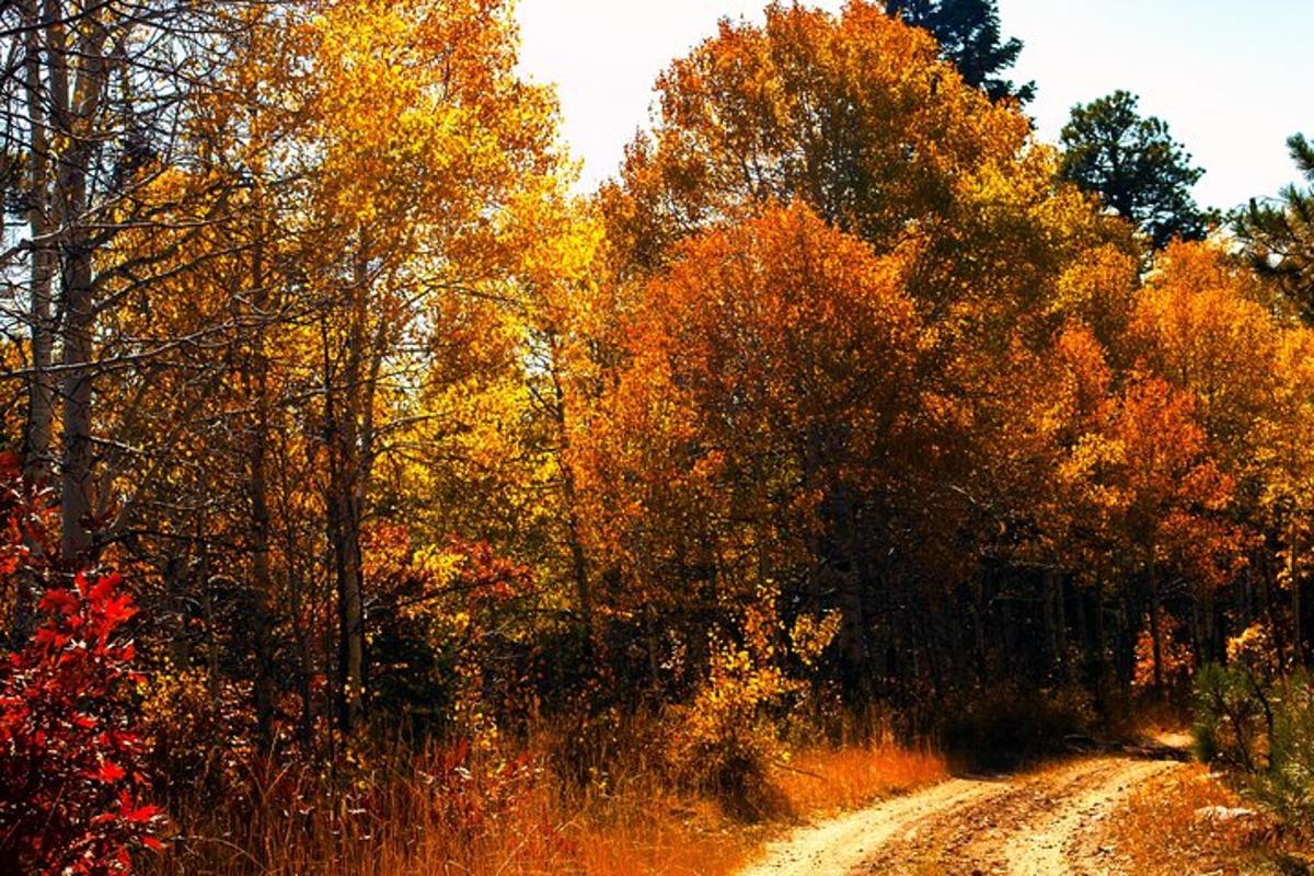 una strada sterrata in mezzo a un gruppo di alberi