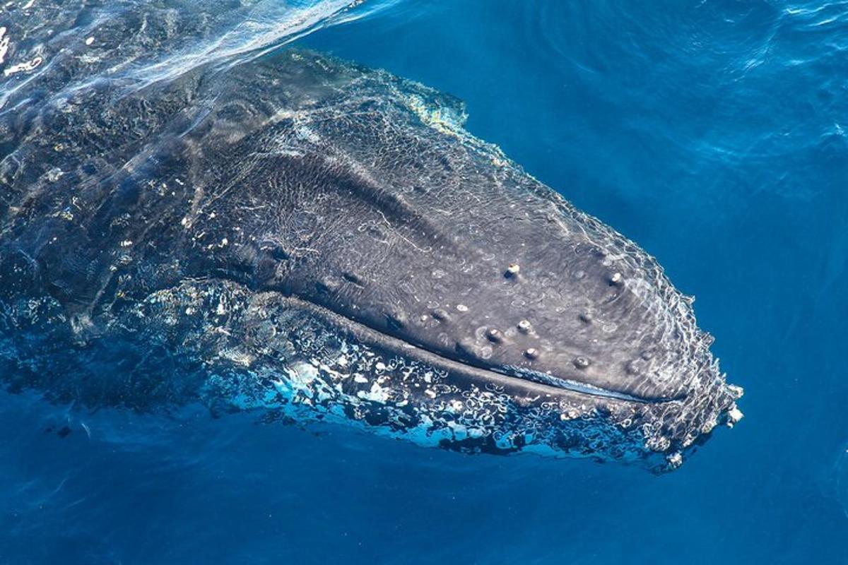 a gray whale swimming in the blue water