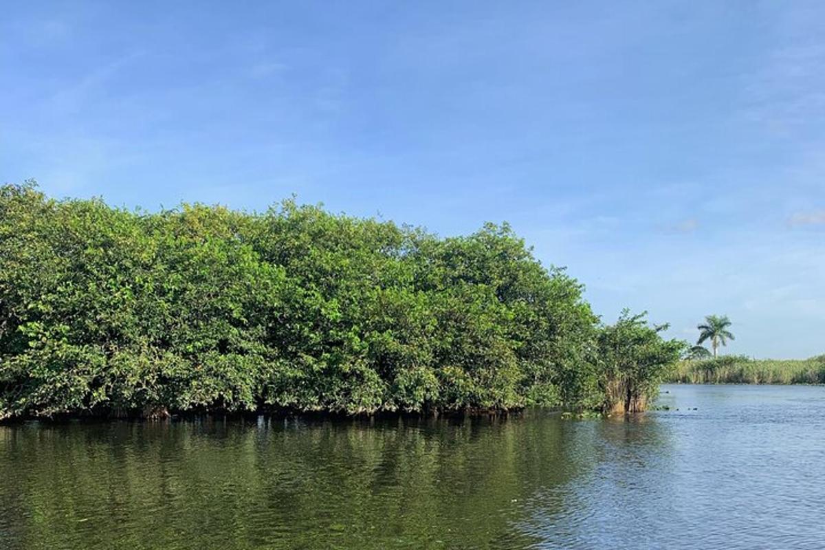 a group of trees in the middle of a river