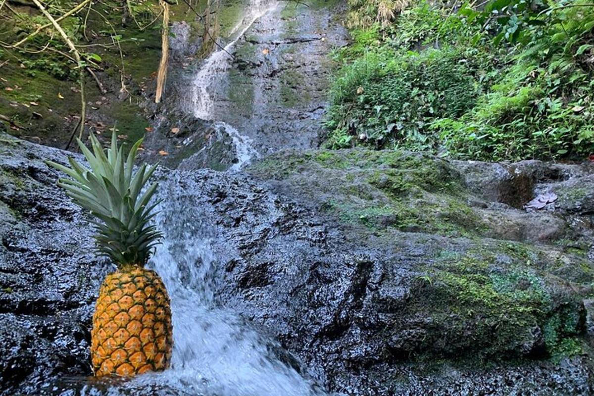 ananas sedící před vodopádem