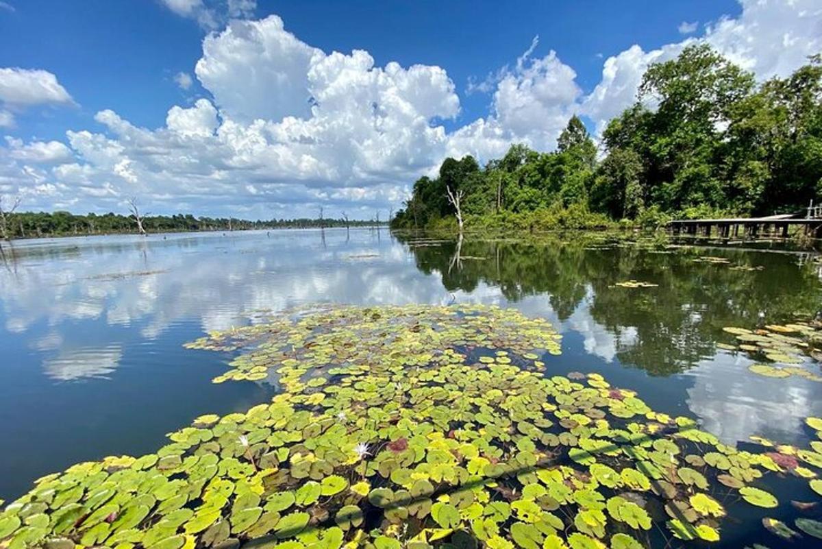 un fiume pieno di molte piante nell'acqua