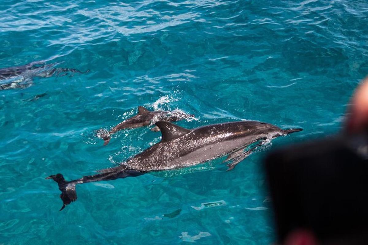 due delfini nuotano nell'acqua blu