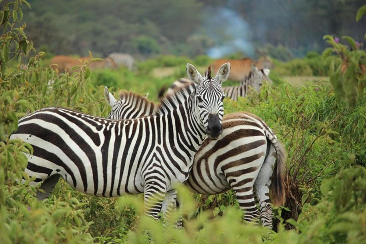 un gruppo di zebre in piedi in un campo