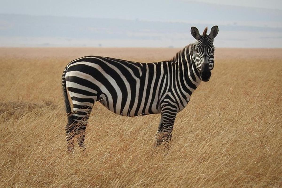 una zebra in piedi in un campo di erba alta