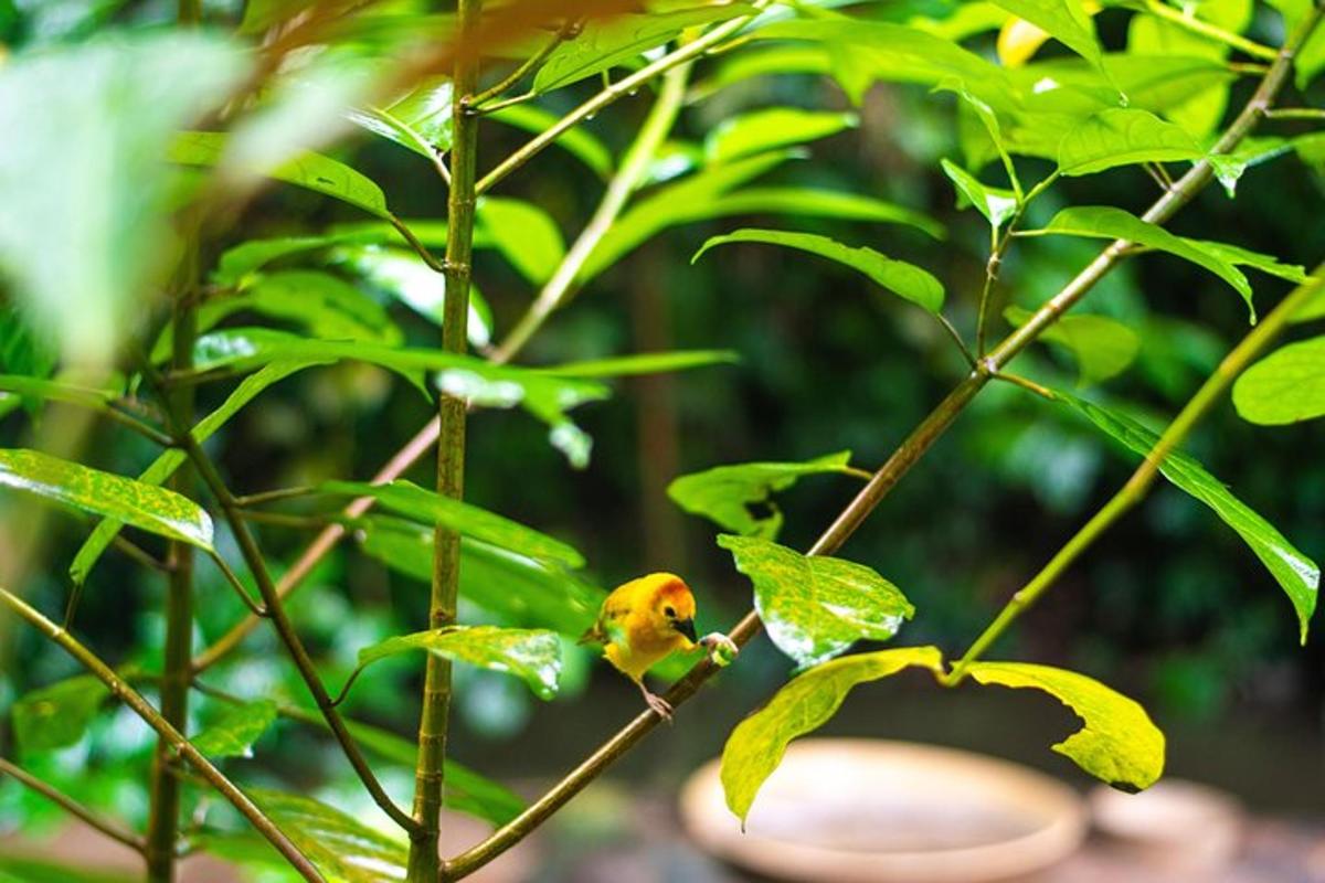 một con chim nhỏ màu vàng đậu trên cành cây