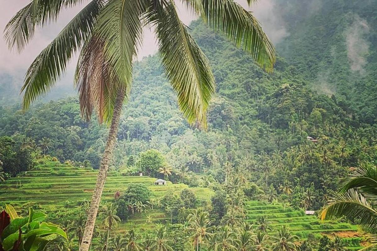 uma palmeira em frente a uma montanha verdejante