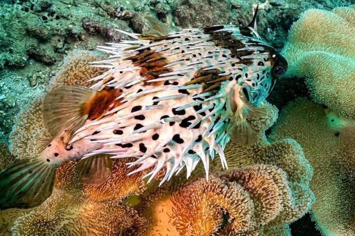 um peixe nadando no oceano próximo a um coral