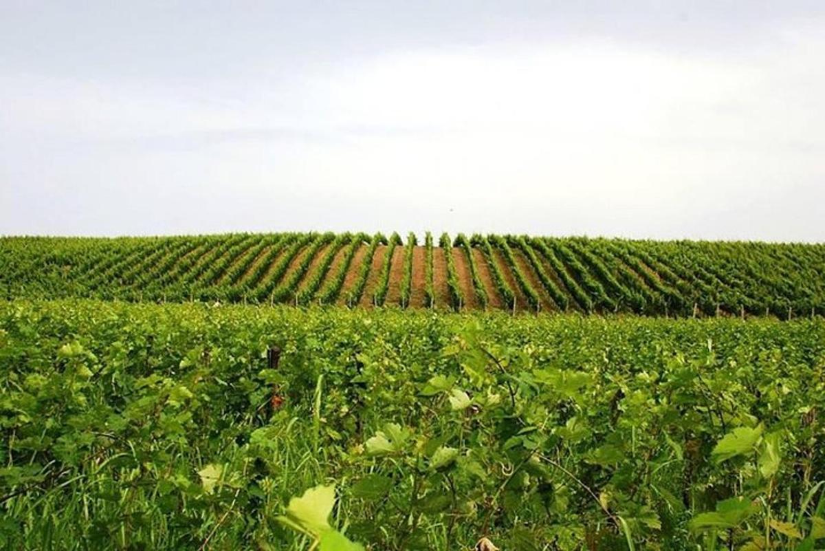 Un campo de cultivos verdes con una hilera de plantas