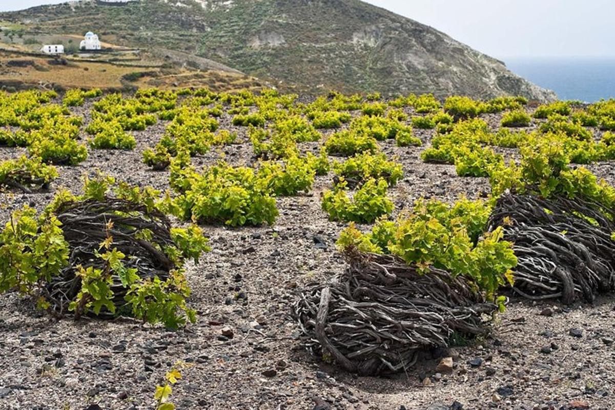 un campo di piante sul fianco di una montagna