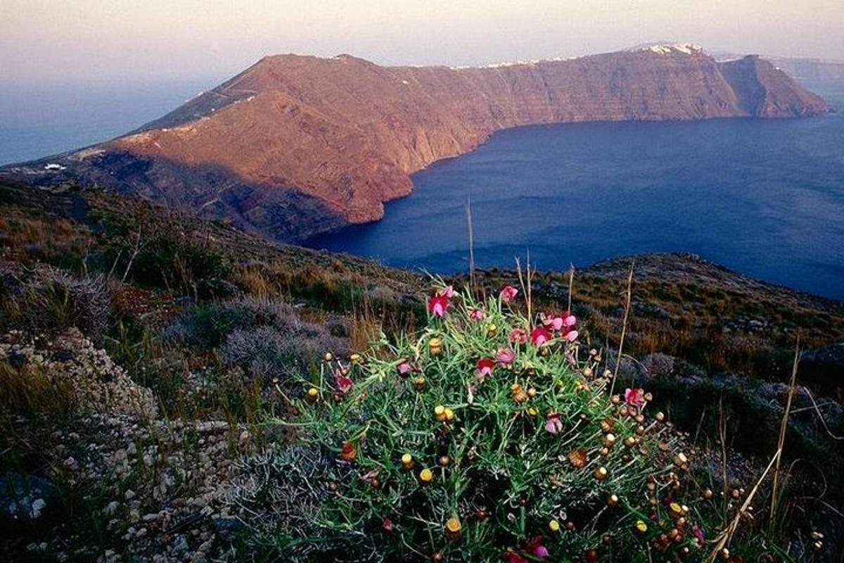 un buisson à fleurs roses sur une colline près de l'océan