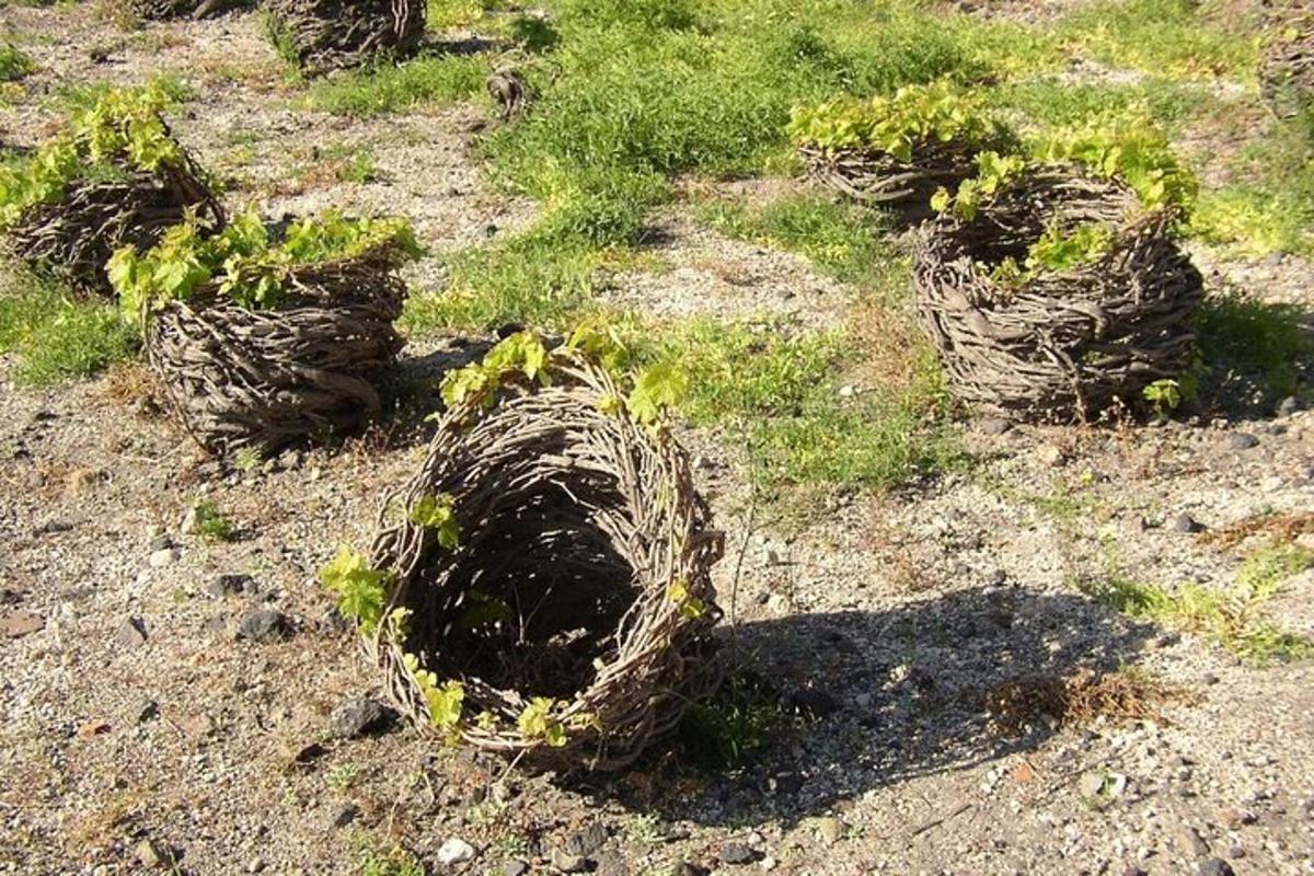 μια ομάδα φυτών σε ένα χωράφι με γρασίδι